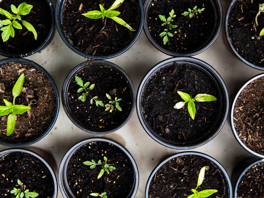 Seedlings growing next to each other - just like we as people grow together with others.